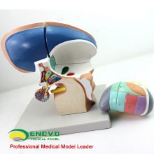 BRAIN13(12411) Enlarge 3x Life Size 4 Parts Diencephalon Model, Anatomy Models > Medical Brain Models